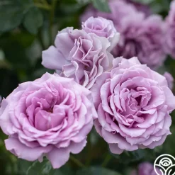 Arborose® Quicksilver>Heirloom Roses Best
