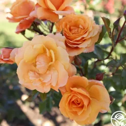 Arborose® Tangerine Skies><noscript><img width=
