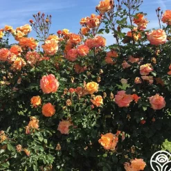 Arborose® Tangerine Skies><noscript><img width=