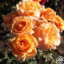 Arborose® Tangerine Skies><noscript><img width=