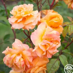 Arborose® Tangerine Skies><noscript><img width=