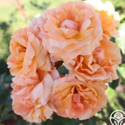 Arborose® Tangerine Skies><noscript><img width=