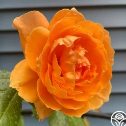 Arborose® Tangerine Skies><noscript><img width=