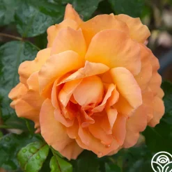 Arborose® Tangerine Skies><noscript><img width=