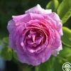Arctic Blue™>Heirloom Roses New