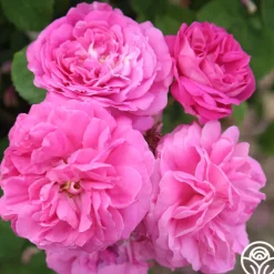 Ardoisée de Lyon>Heirloom Roses Discount