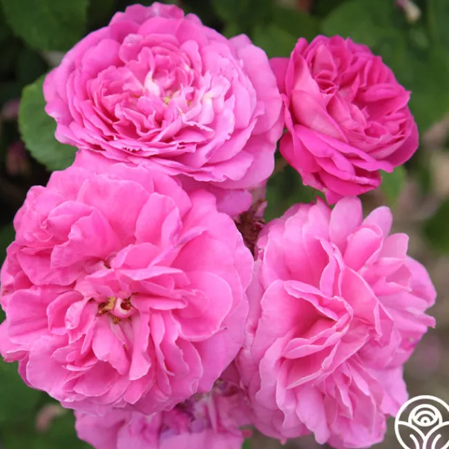Ardoisée de Lyon>Heirloom Roses Discount