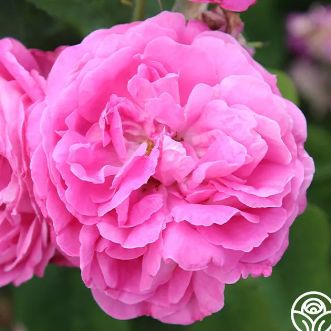 Ardoisée de Lyon>Heirloom Roses Discount
