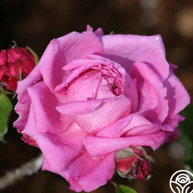 Ardoisée de Lyon>Heirloom Roses Discount