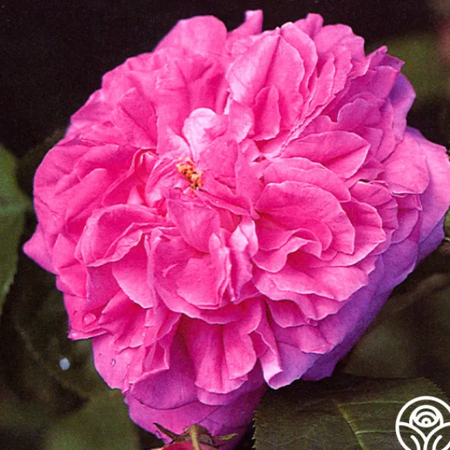Ardoisée de Lyon>Heirloom Roses Discount