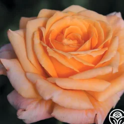 Arizona>Heirloom Roses Clearance