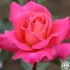 Audrey Wilcox®>Heirloom Roses Online