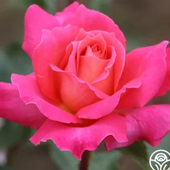 Audrey Wilcox®>Heirloom Roses Online