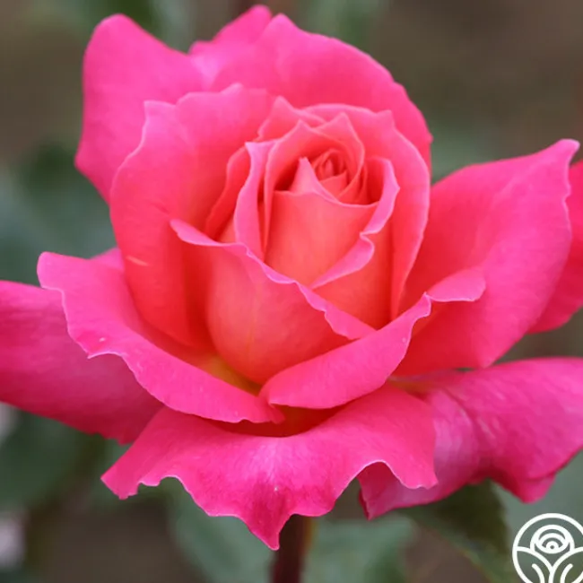 Audrey Wilcox®>Heirloom Roses Online