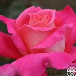 Audrey Wilcox®>Heirloom Roses Online
