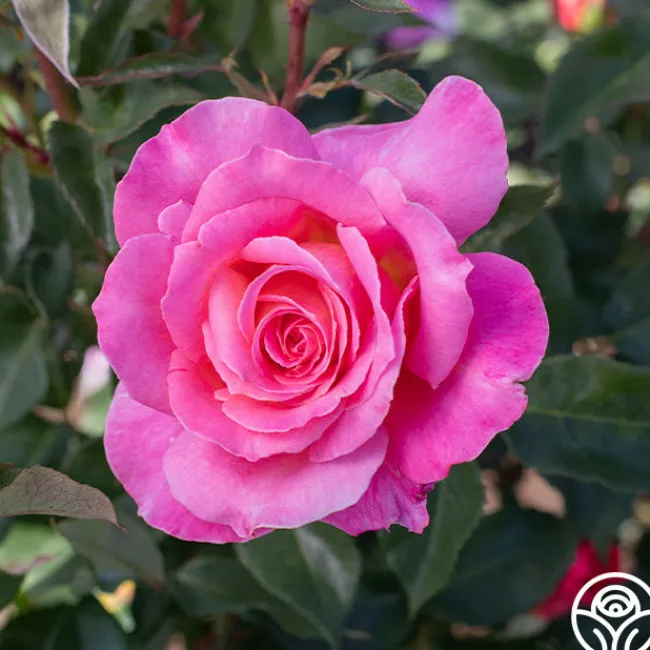 Audrey Wilcox®>Heirloom Roses Online