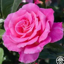 Audrey Wilcox®><noscript><img width=