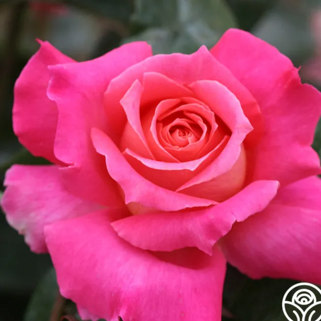 Audrey Wilcox®>Heirloom Roses Online