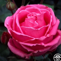 Auguste Renoir®>Heirloom Roses Hot
