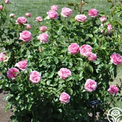 Auguste Renoir®><noscript><img width=