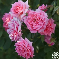 Aunt Honey>Heirloom Roses Online