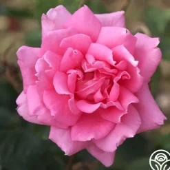 Aunt Honey>Heirloom Roses Online