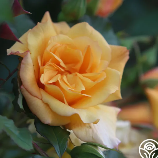 Autumn Sunset®>Heirloom Roses Online