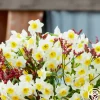 Avalex>Heirloom Roses Online