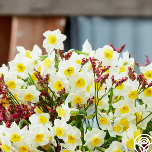 Avalex>Heirloom Roses Online