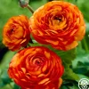 Aviv Orange>Heirloom Roses Hot