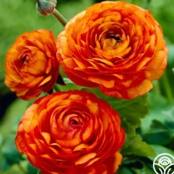 Aviv Orange>Heirloom Roses Hot