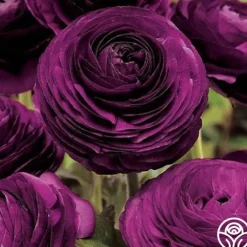 Aviv Purple>Heirloom Roses Clearance