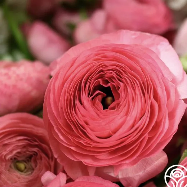Aviv Rose>Heirloom Roses Sale