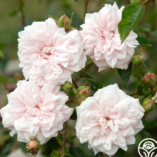 Awakening™>Heirloom Roses Sale