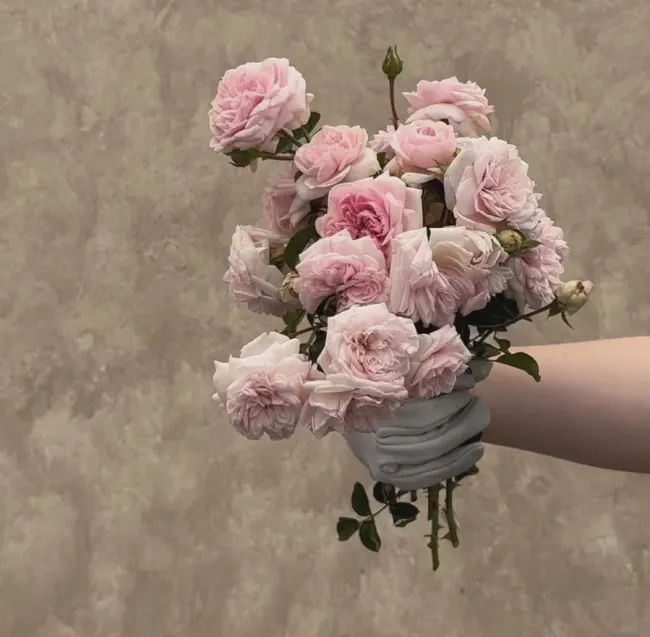 Awakening™>Heirloom Roses Sale