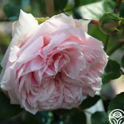 Awakening™><noscript><img width=