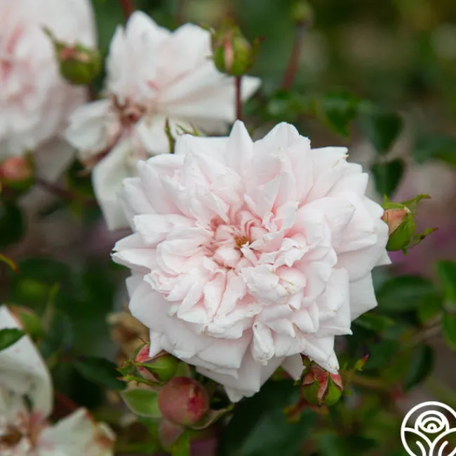 Awakening™>Heirloom Roses Sale