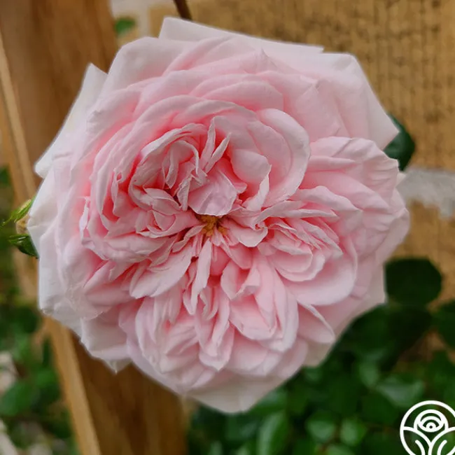 Awakening™>Heirloom Roses Sale
