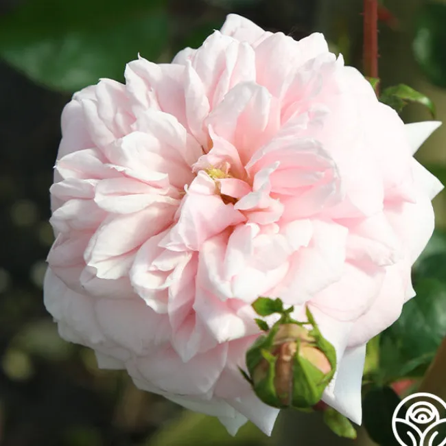 Awakening™>Heirloom Roses Sale