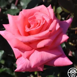 Awareness>Heirloom Roses Sale