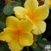 Baby Love®>Heirloom Roses Discount
