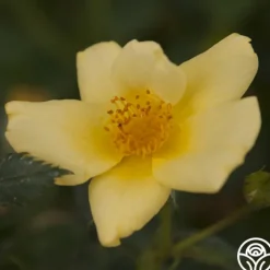 Baby Love®>Heirloom Roses Discount