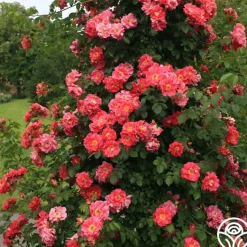 Bajazzo®>Heirloom Roses New