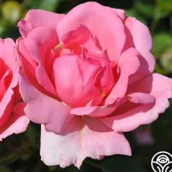 Bantry Bay®>Heirloom Roses Best