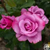 Barbra Streisand>Heirloom Roses Best