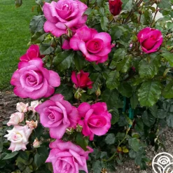 Barbra Streisand>Heirloom Roses Best