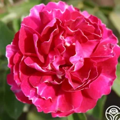 Baron Girod de L'Ain>Heirloom Roses Sale