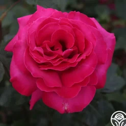 Baronne E. de Rothschild®>Heirloom Roses Discount