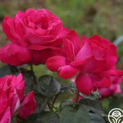 Baronne E. de Rothschild®><noscript><img width=