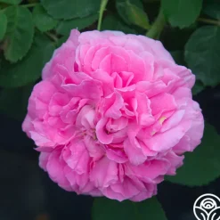 Baronne Prévost>Heirloom Roses